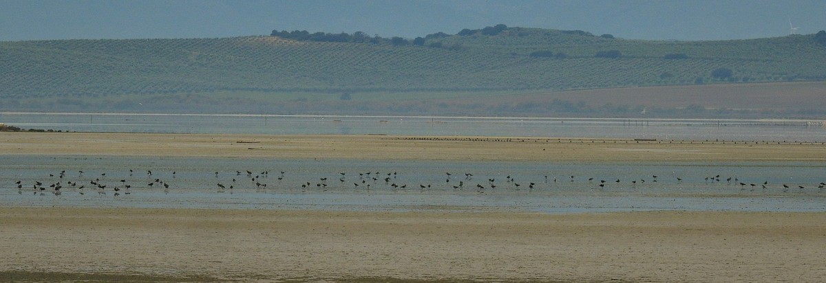 Pied Avocet - ML646844214