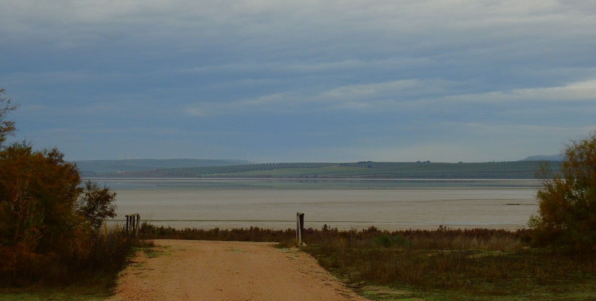 Pied Avocet - ML646844215