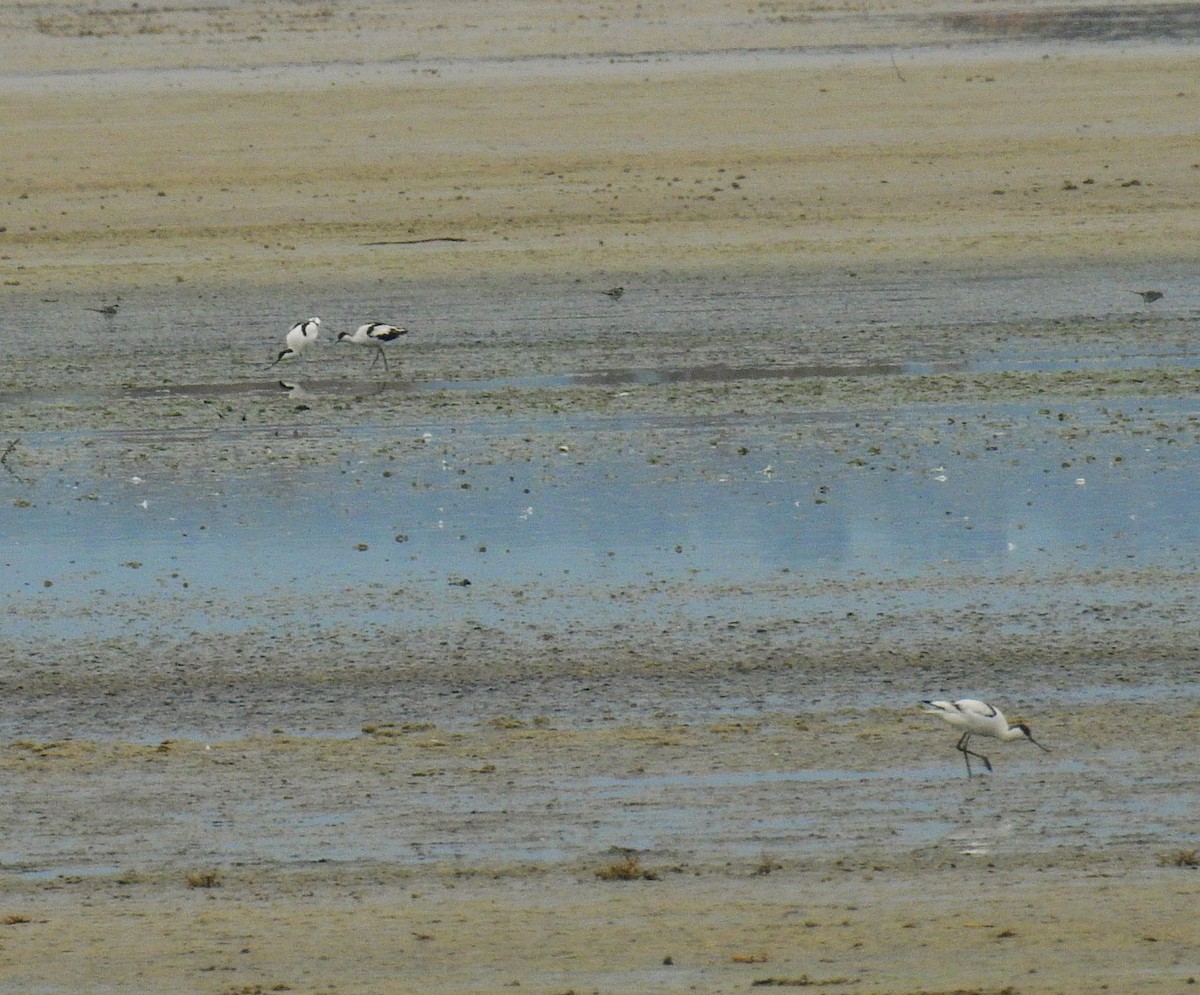 Pied Avocet - ML646844216