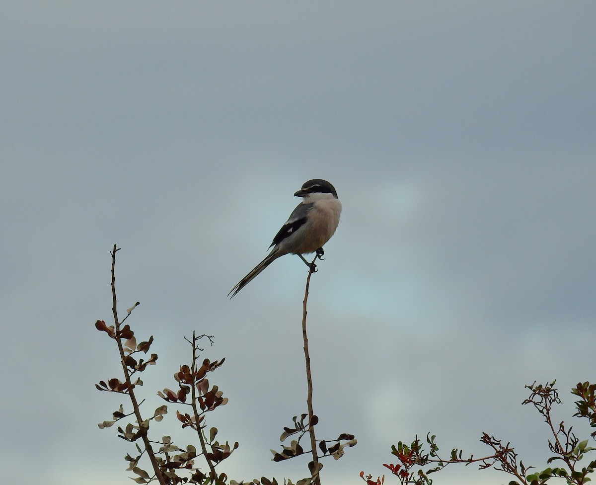 Pied Avocet - ML646844217