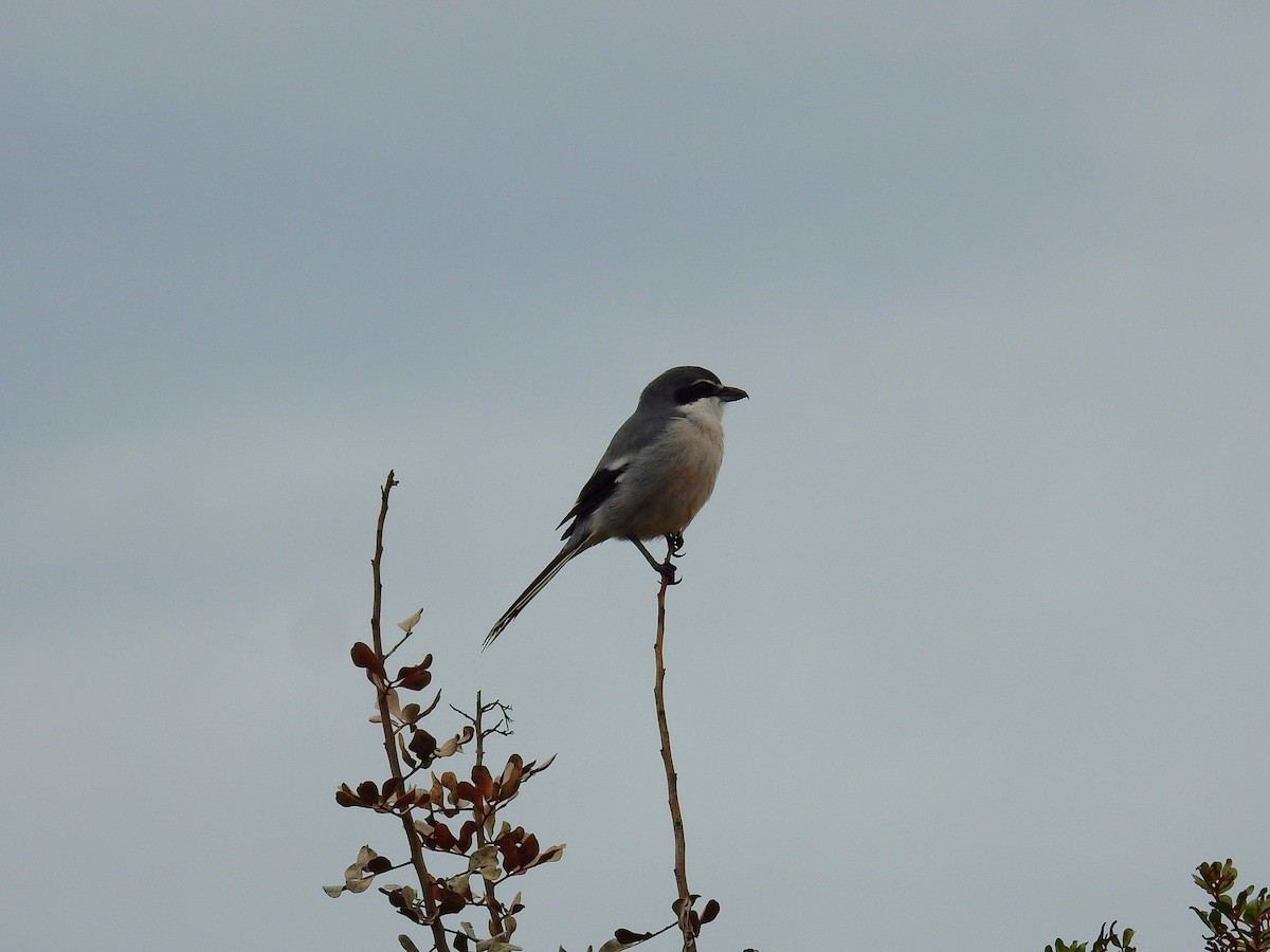 Pied Avocet - ML646844218