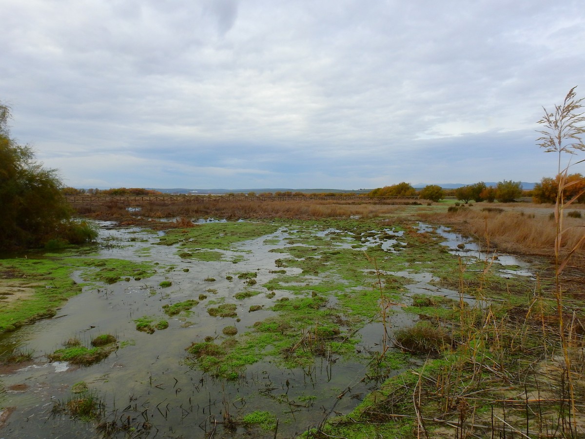 Pied Avocet - ML646844221