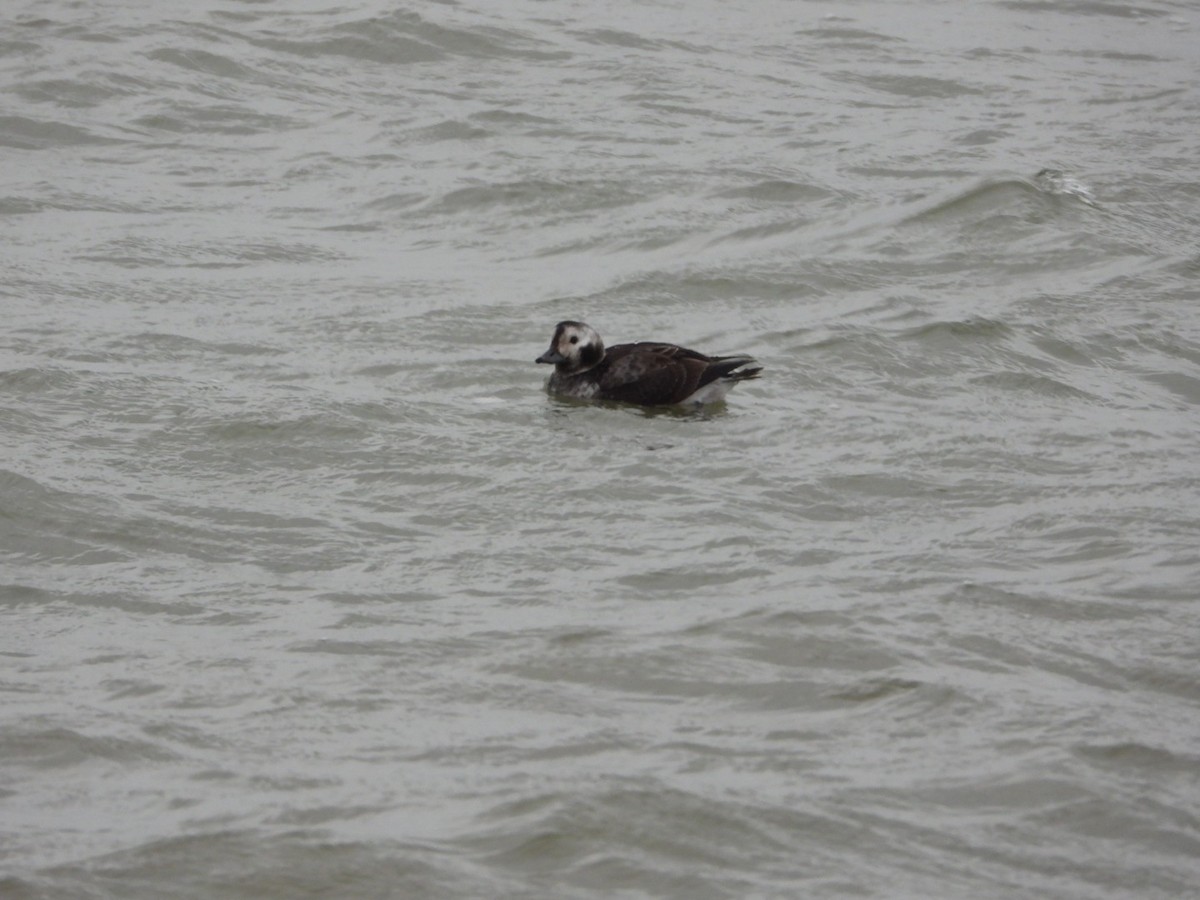 Long-tailed Duck - ML646844223