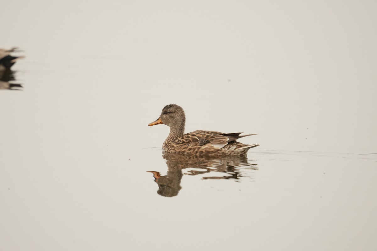 Gadwall - ML646844224