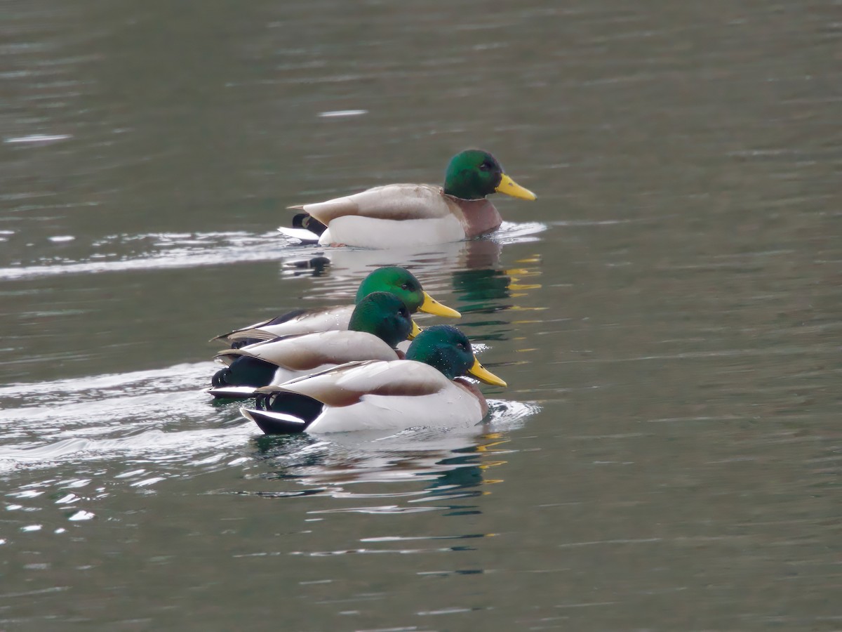 Mallard - ML646844225