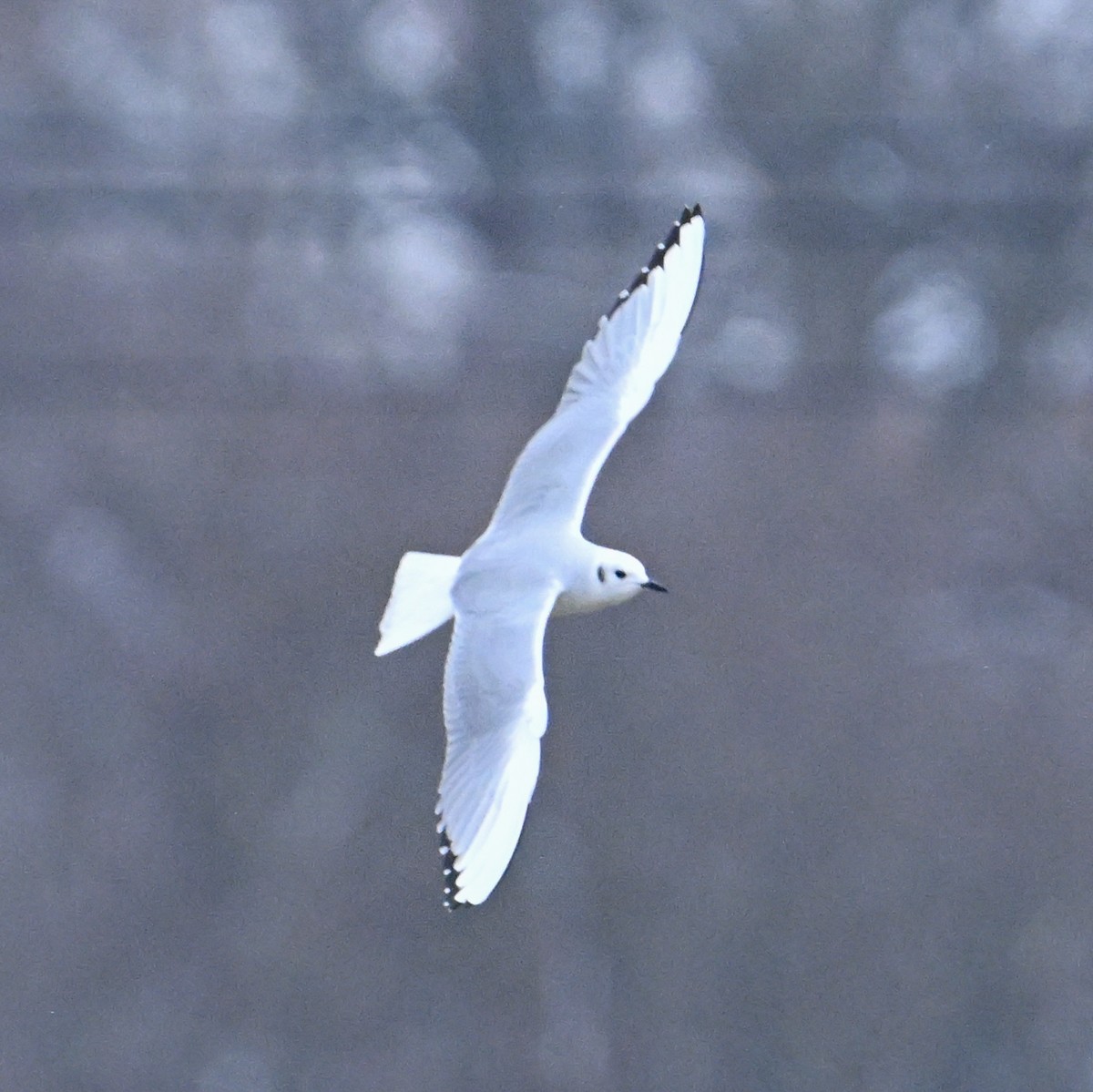 Bonaparte's Gull - ML646844226