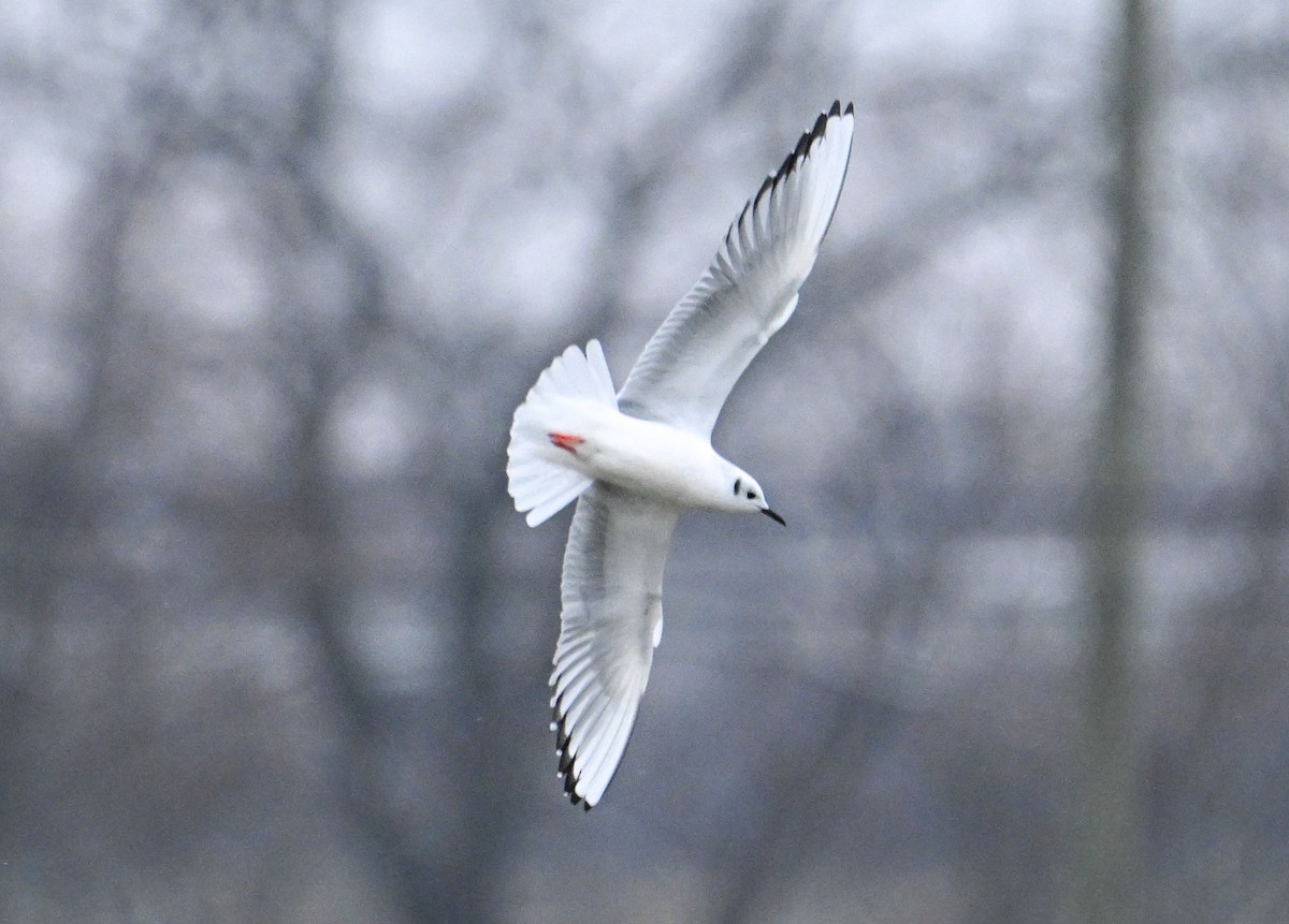 Bonaparte's Gull - ML646844227