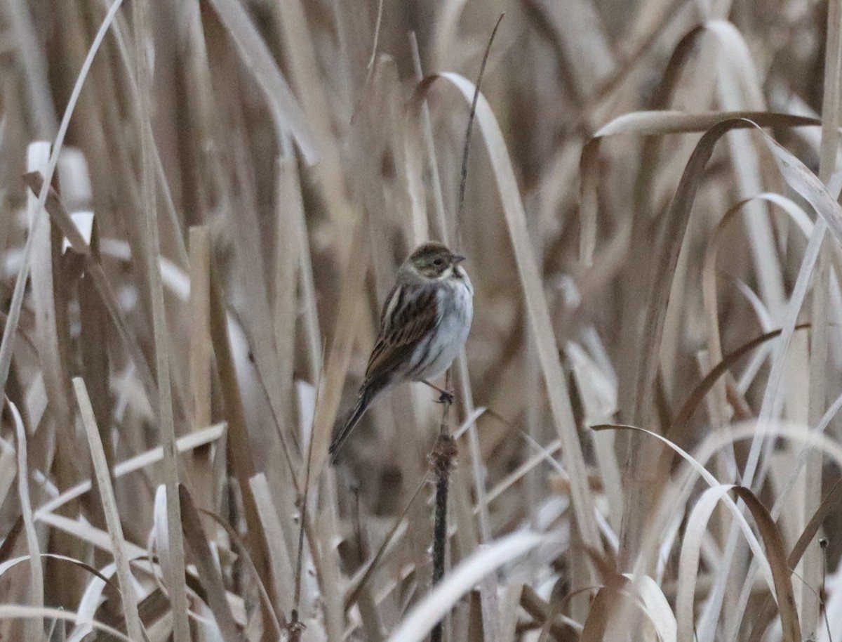 Reed Bunting - ML646844228
