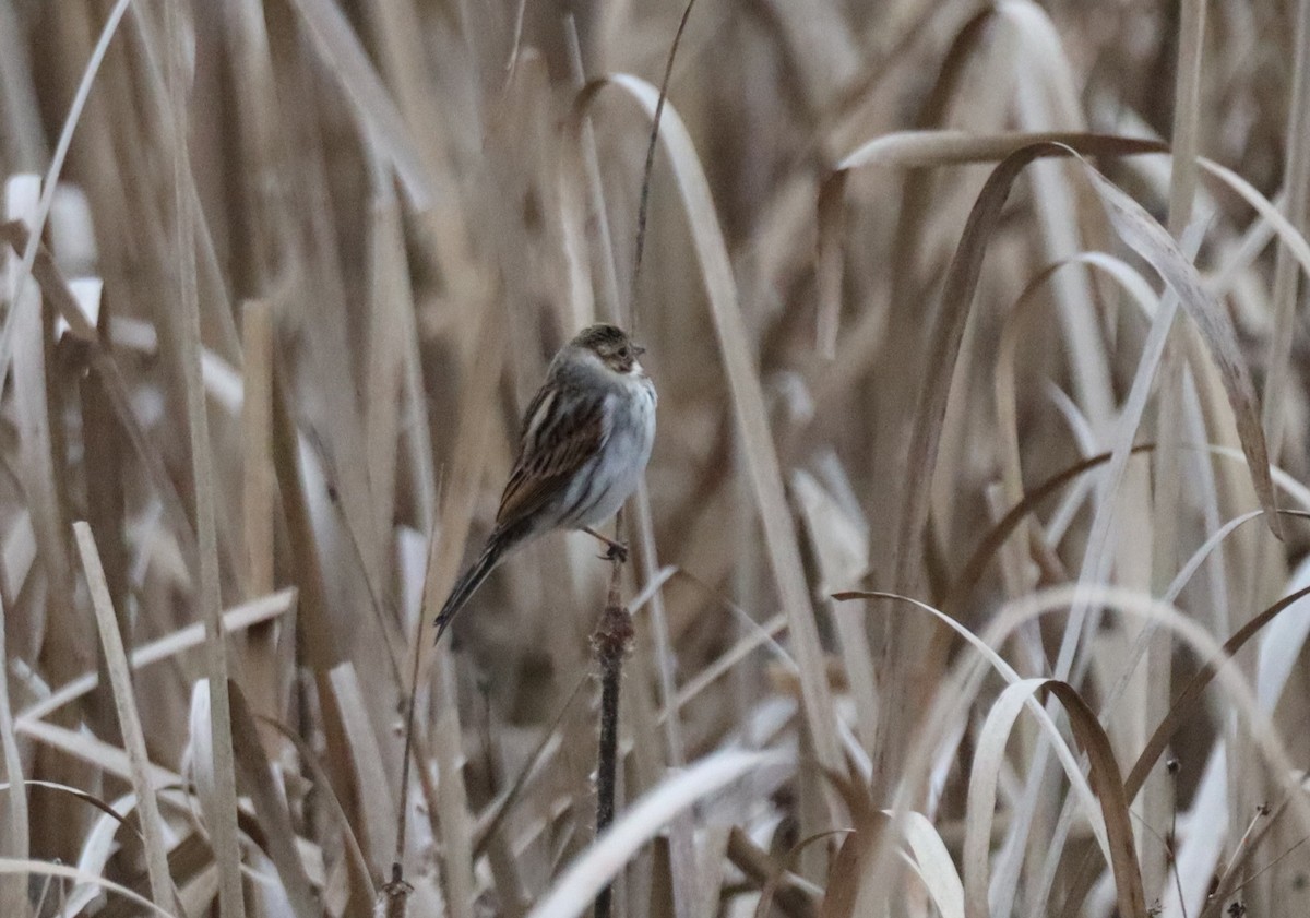Reed Bunting - ML646844229