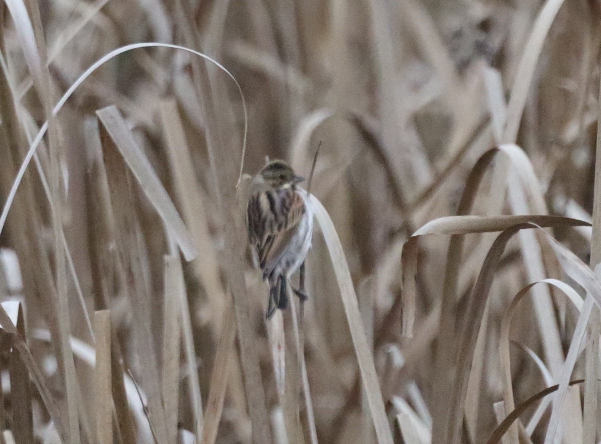 Reed Bunting - ML646844230