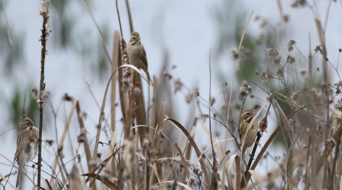 Reed Bunting - ML646844231