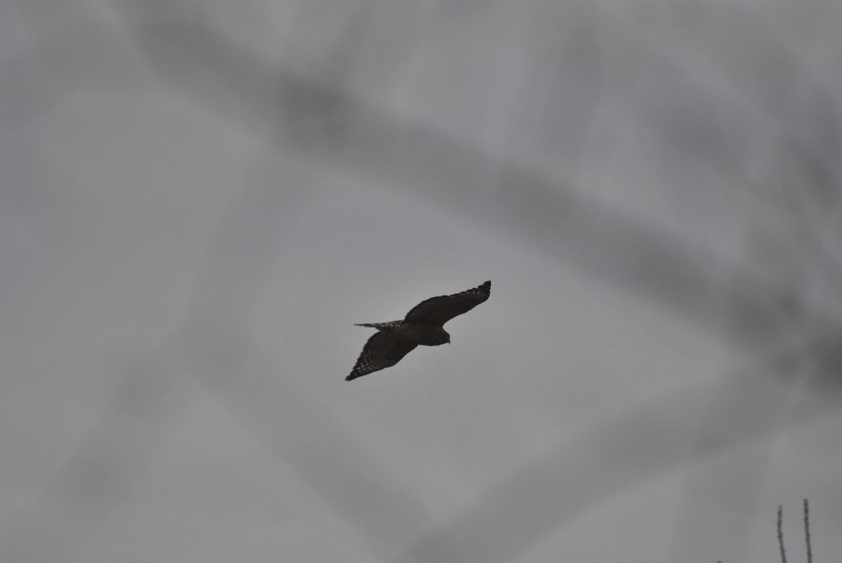 Red-shouldered Hawk - ML646844234