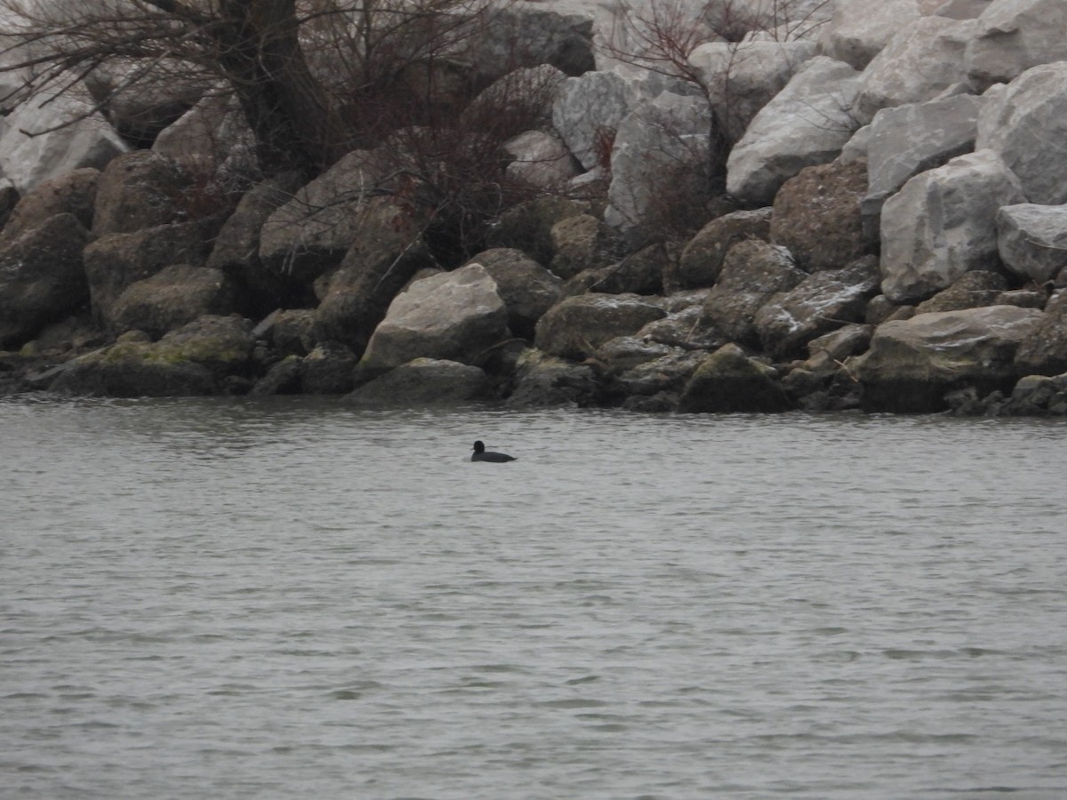 American Coot - ML646844235