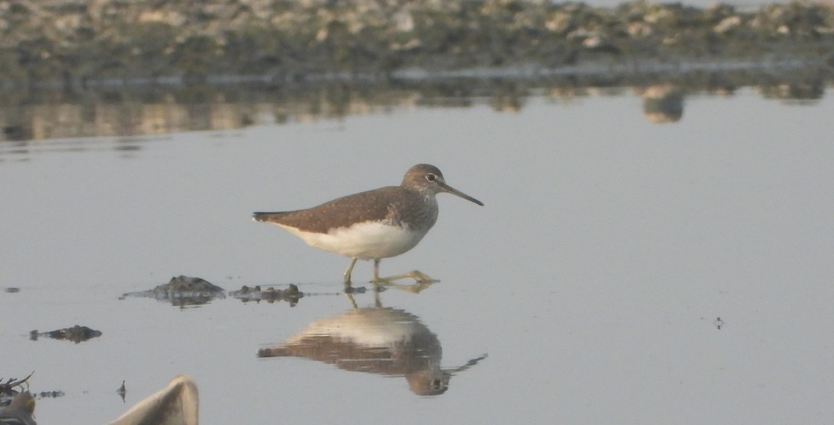 クサシギ - ML646844243