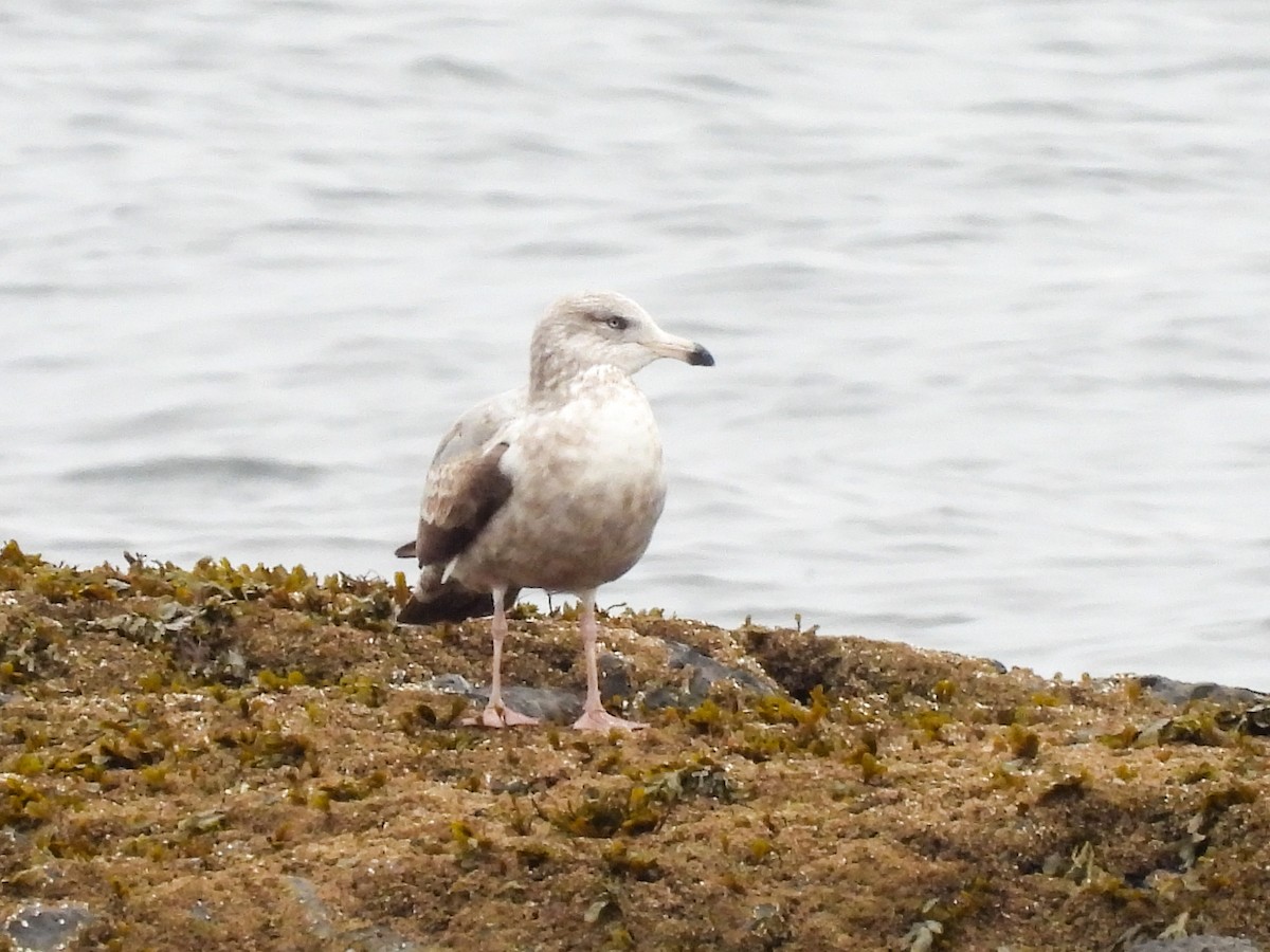 American Herring Gull - ML646844244