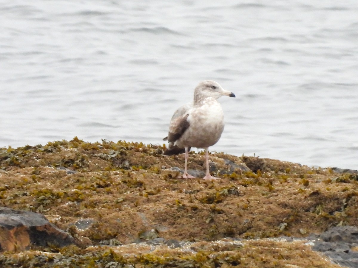 American Herring Gull - ML646844245