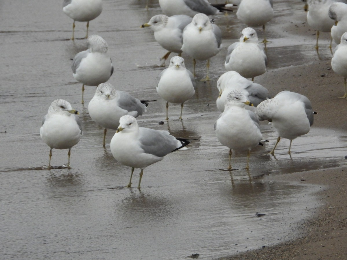 Ring-billed Gull - ML646844252
