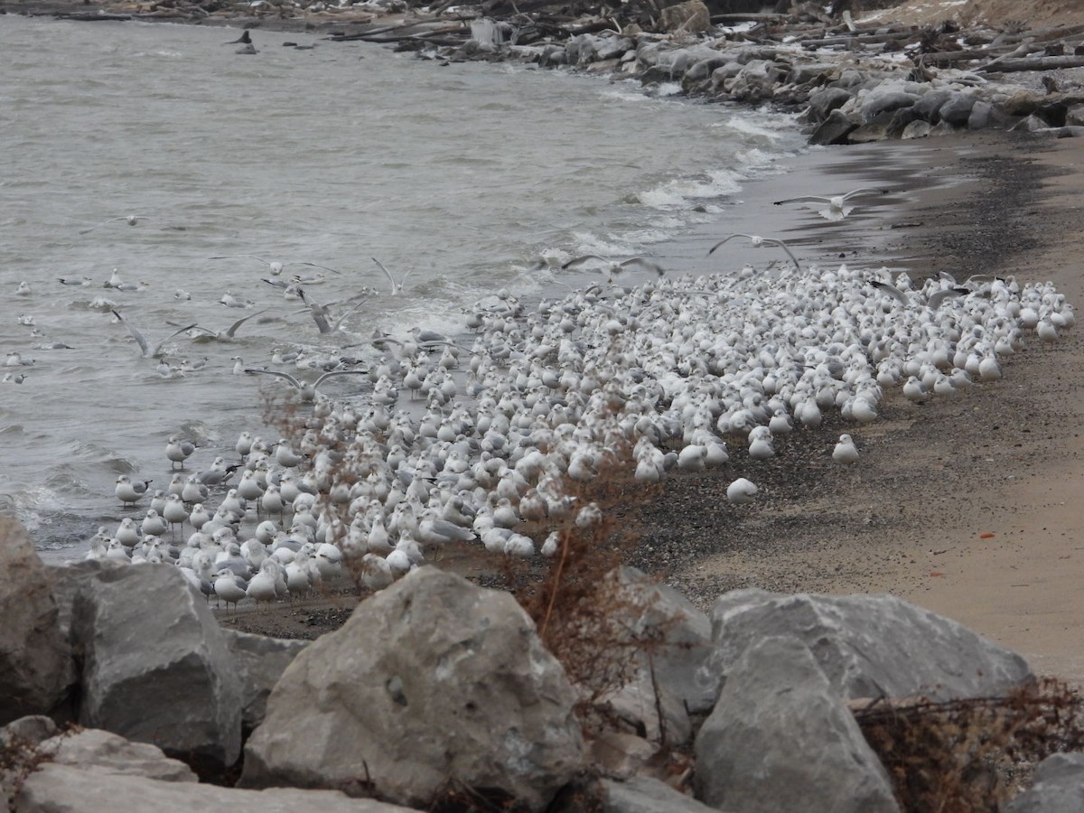 Ring-billed Gull - ML646844254