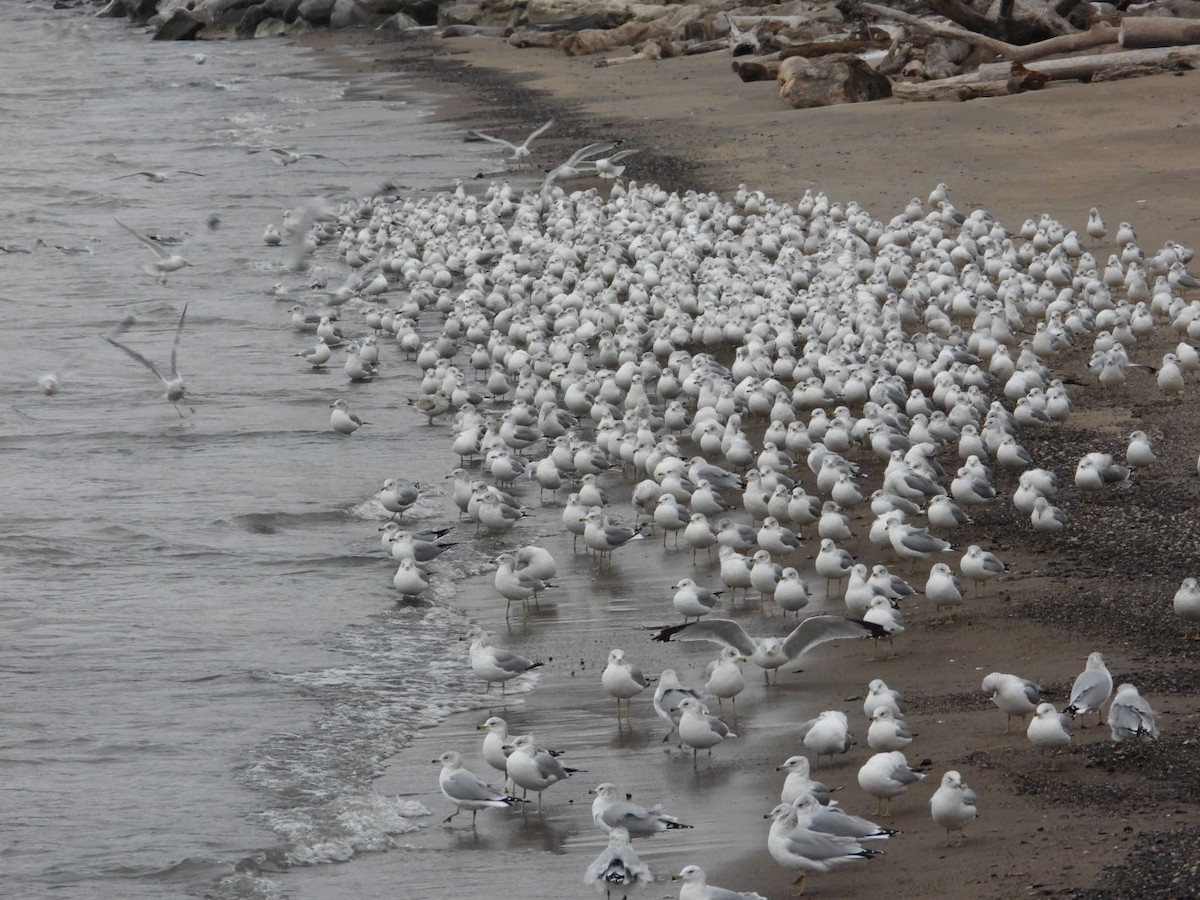 Ring-billed Gull - ML646844255