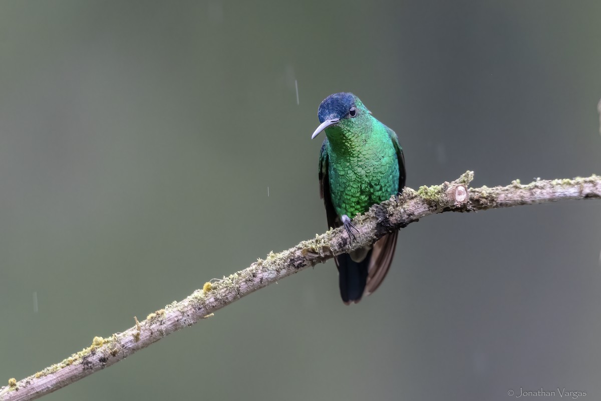 Amazilia Capiazul - ML646844256