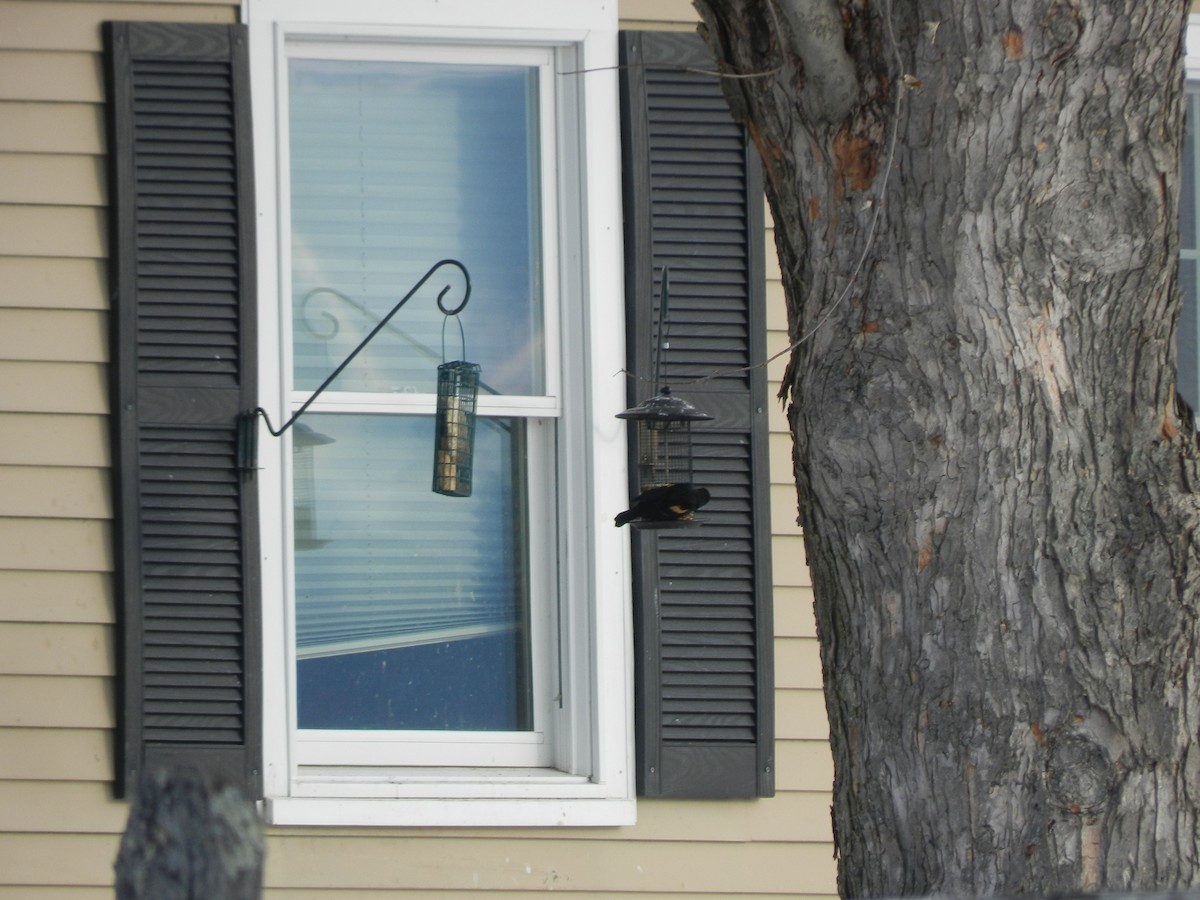 Sargento Alirrojo - ML646844257