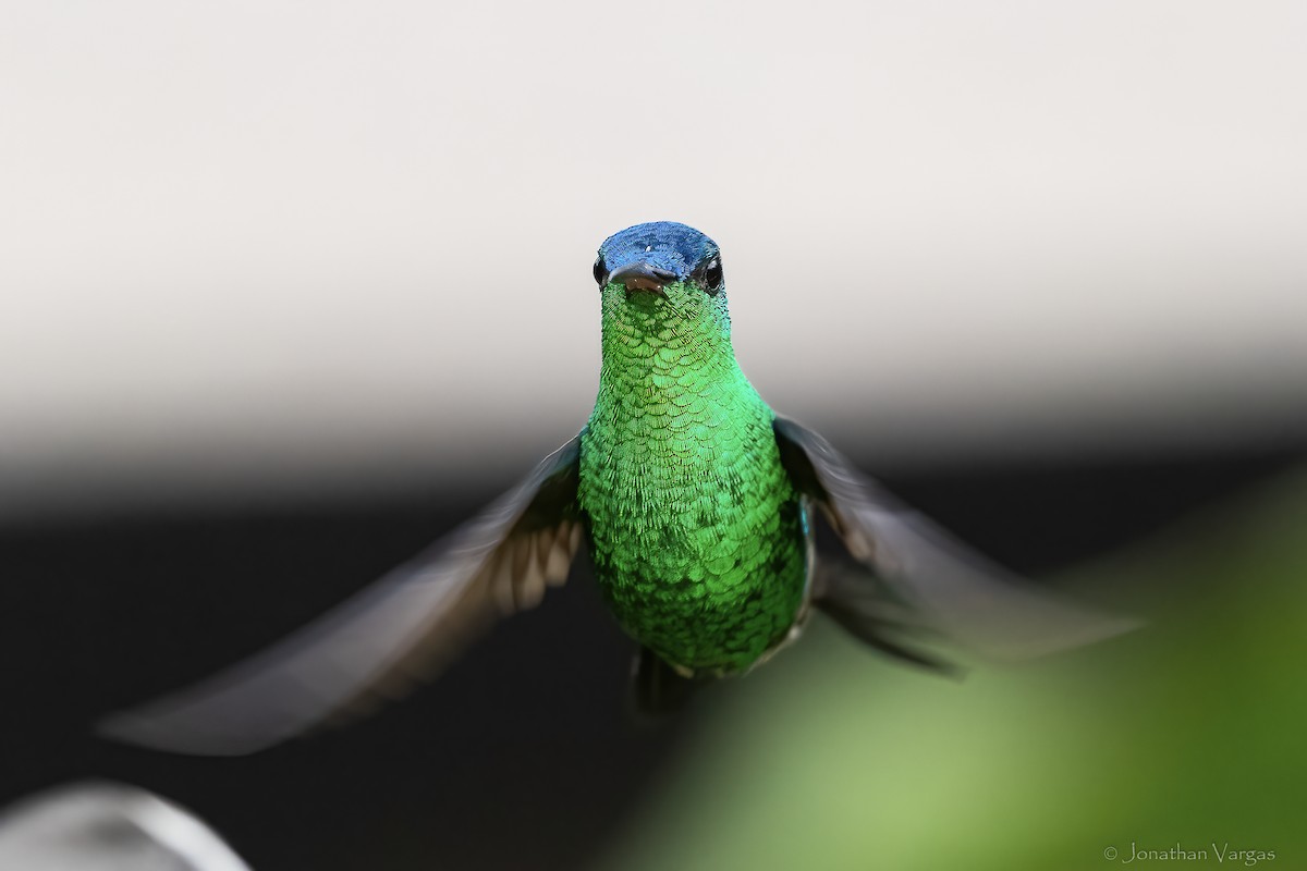 Amazilia Capiazul - ML646844258