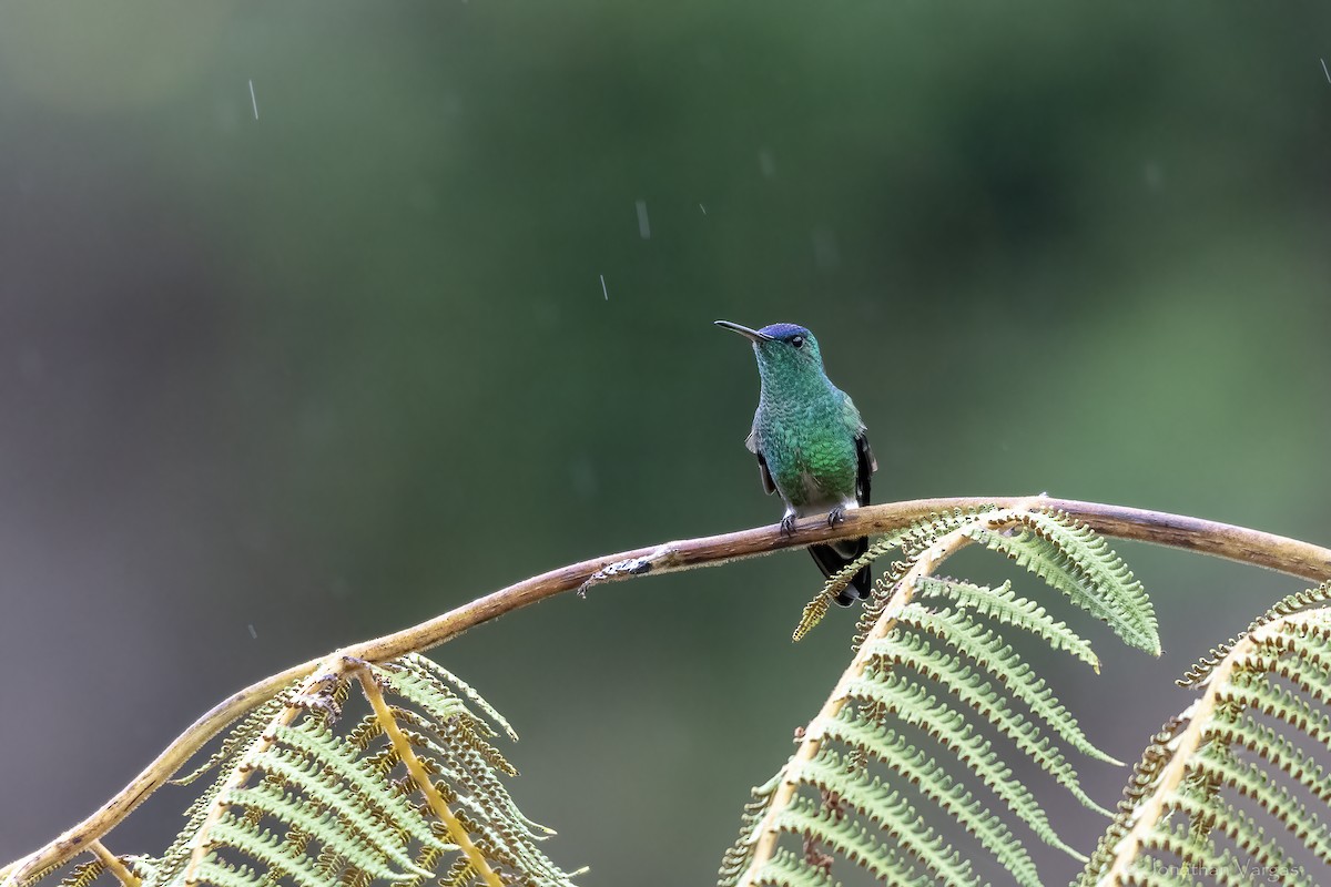 ルリボウシエメラルドハチドリ - ML646844259