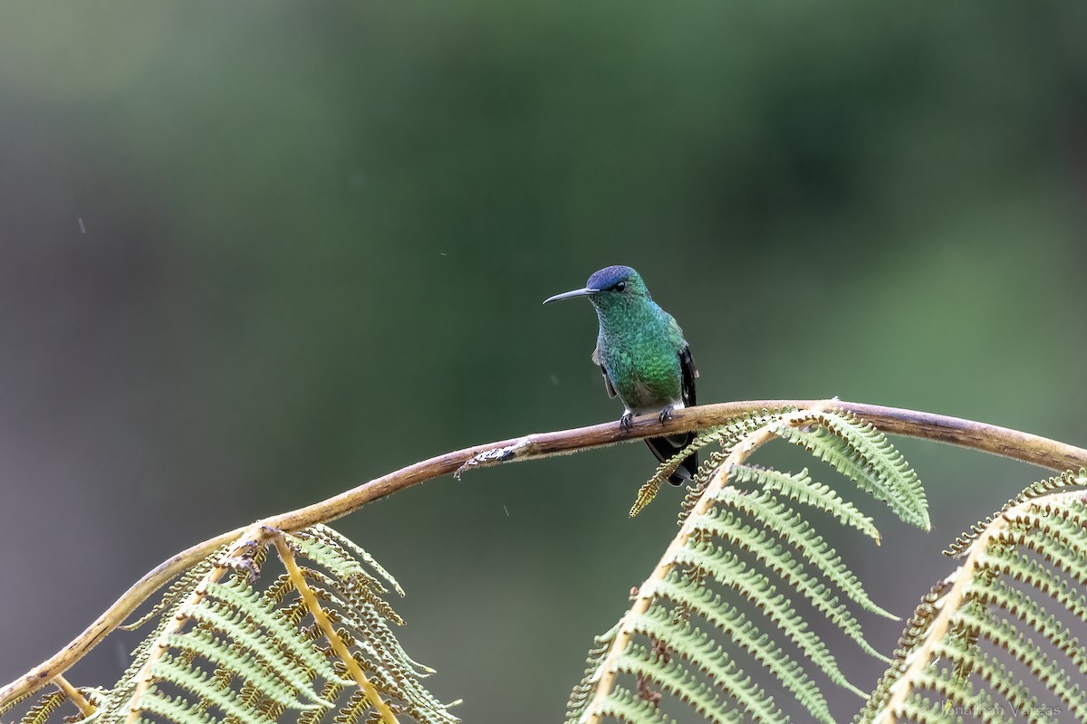 ルリボウシエメラルドハチドリ - ML646844260