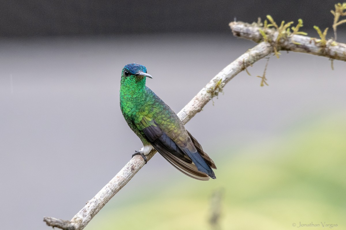 ルリボウシエメラルドハチドリ - ML646844261