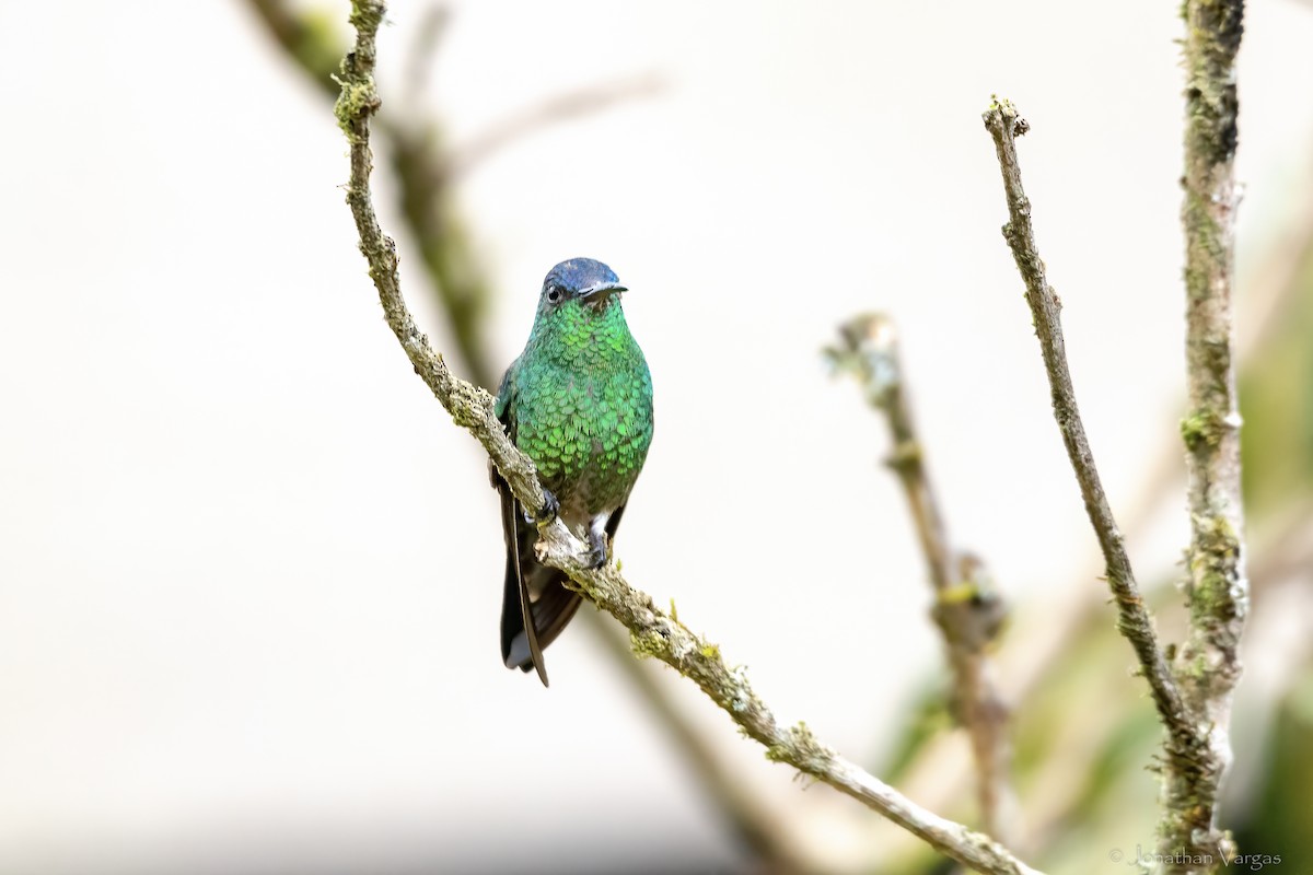 Amazilia Capiazul - ML646844263