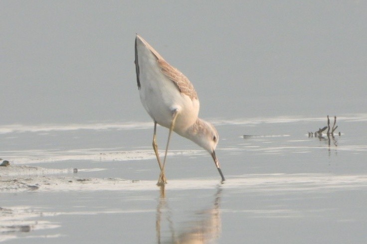 コアオアシシギ - ML646844264