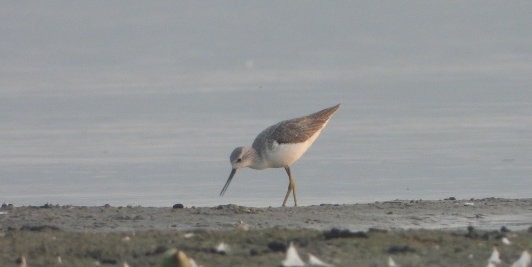 コアオアシシギ - ML646844265