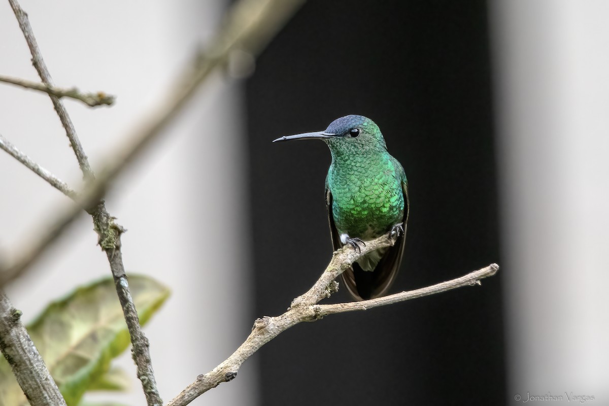 ルリボウシエメラルドハチドリ - ML646844266