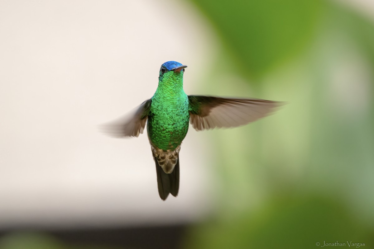 ルリボウシエメラルドハチドリ - ML646844270