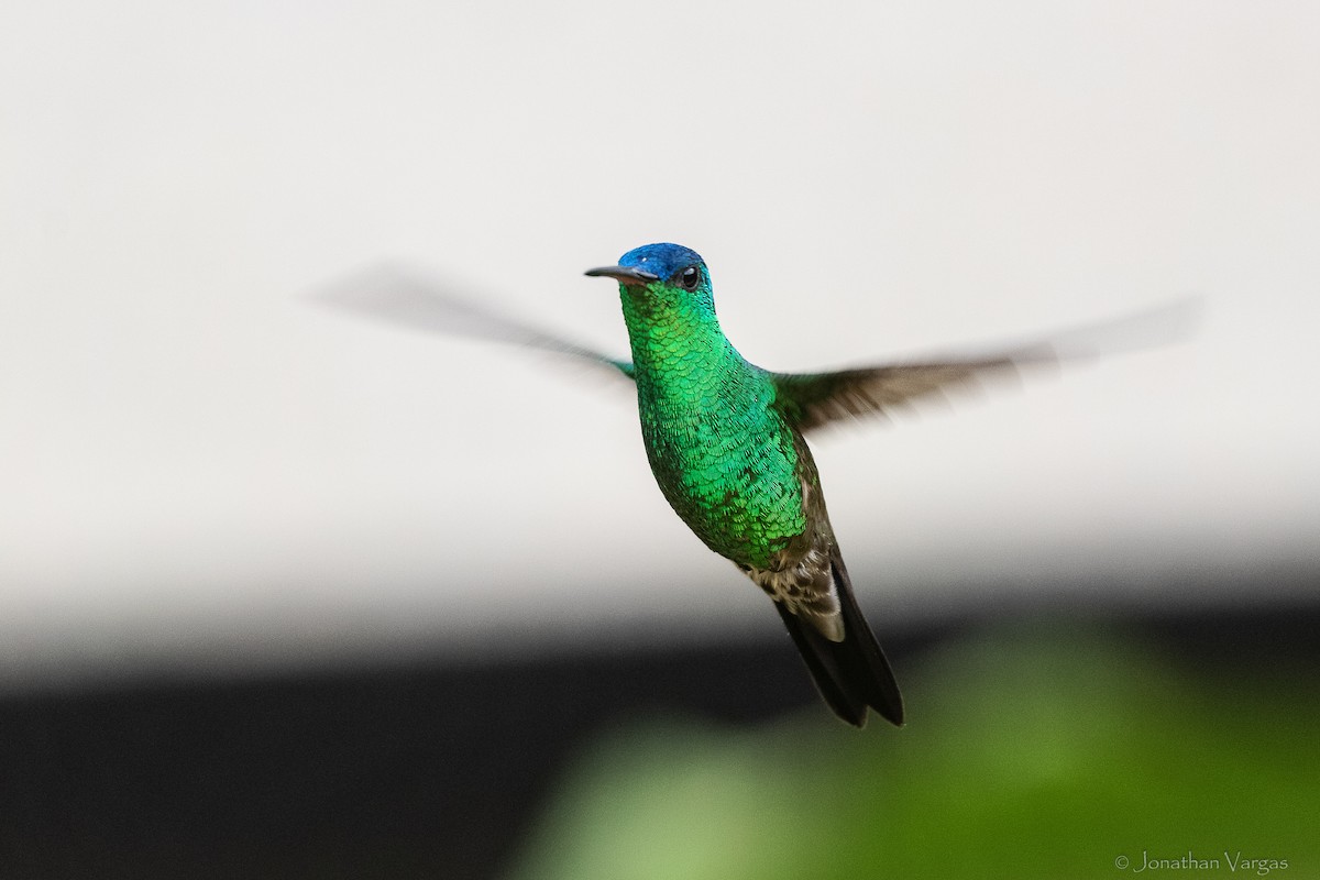 ルリボウシエメラルドハチドリ - ML646844271