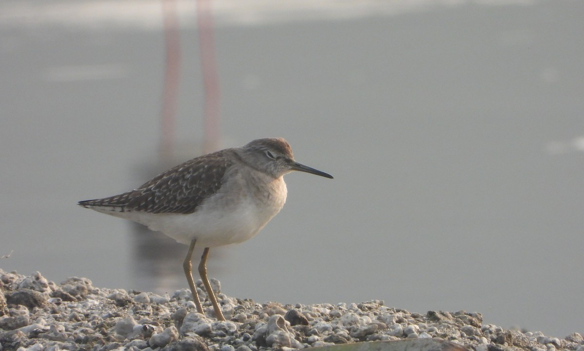 vodouš bahenní - ML646844281