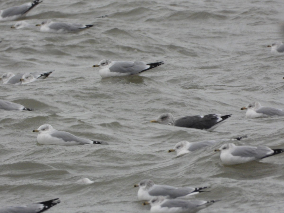Lesser Black-backed Gull - ML646844283