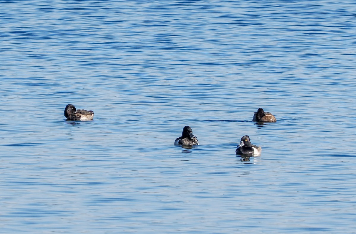 クビワキンクロ - ML646844289