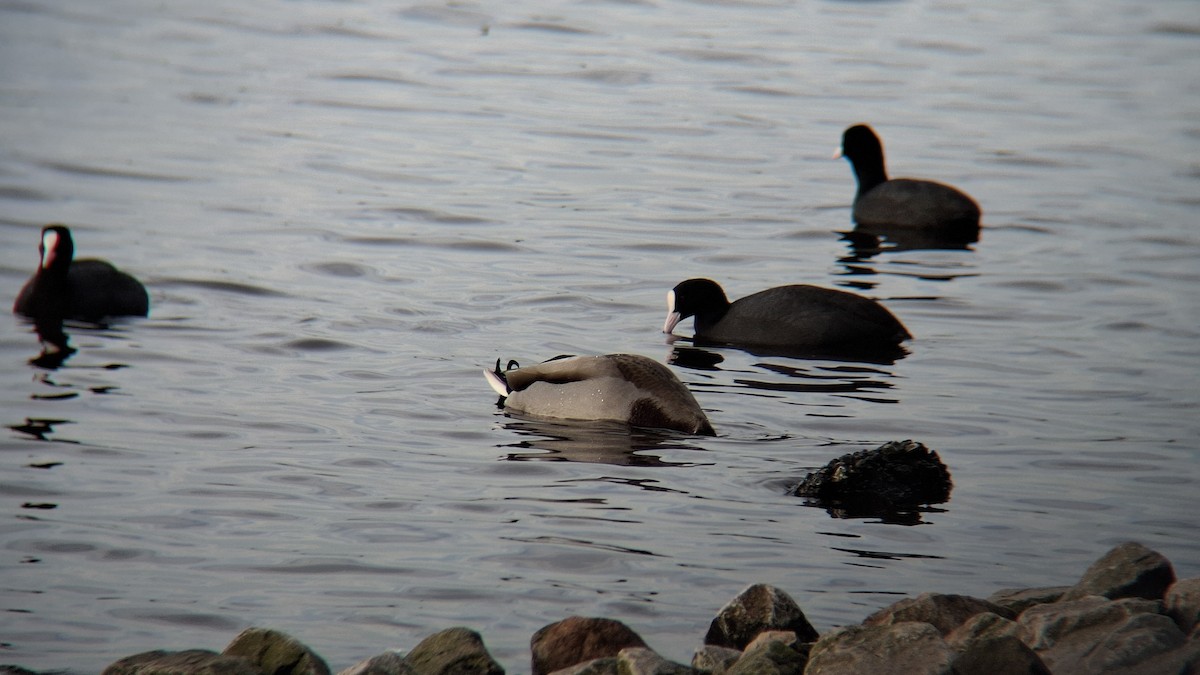 Eurasian Coot - ML646844290