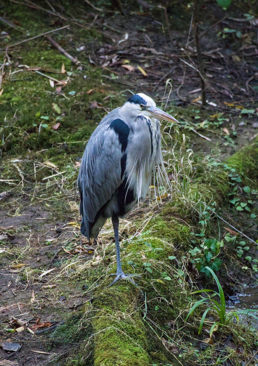 アオサギ - ML646844291