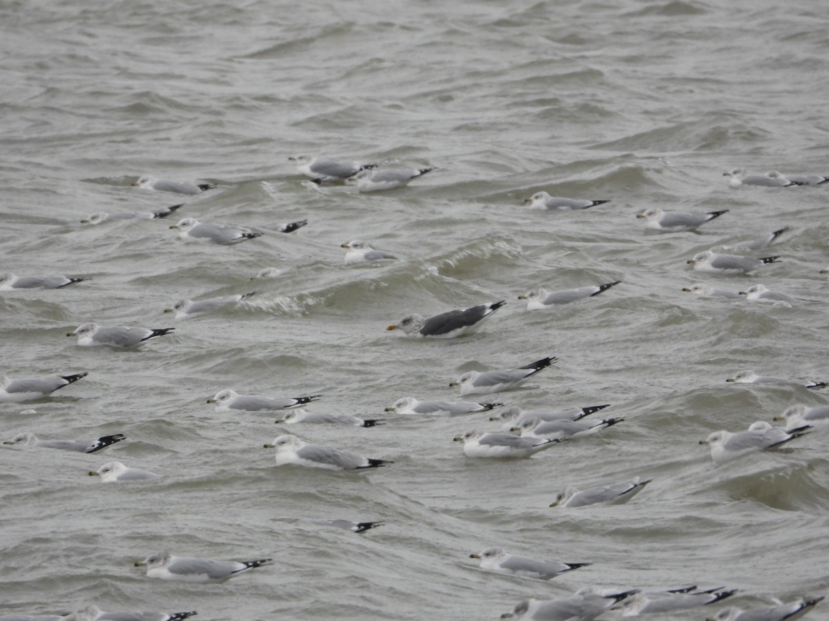 Lesser Black-backed Gull - ML646844293
