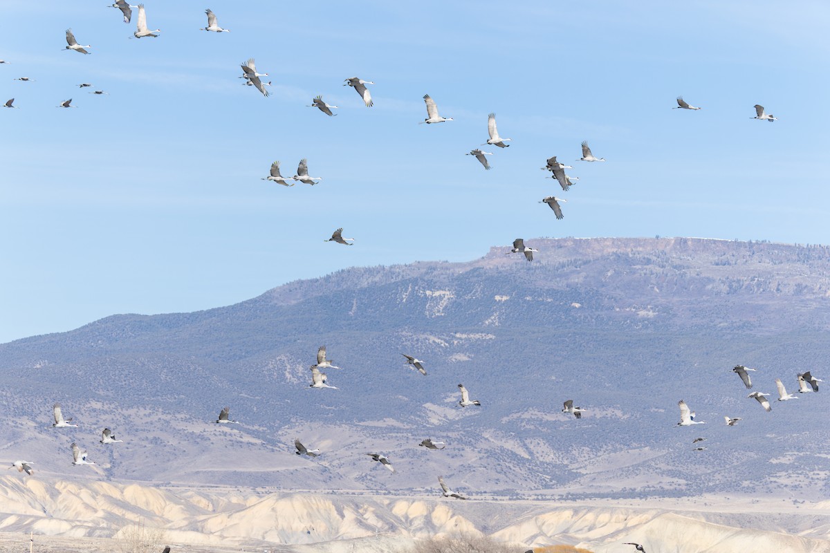 Kanadakranich - ML646844295