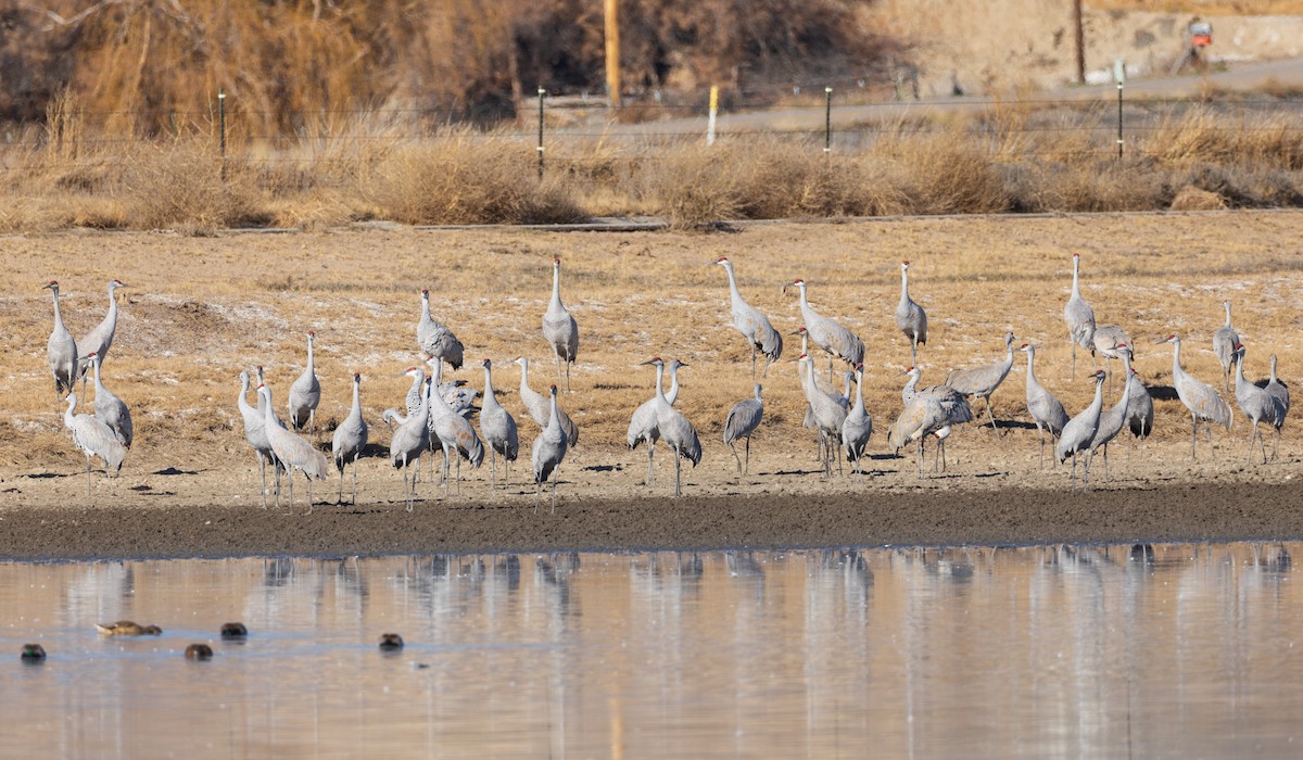 Kanadakranich - ML646844296