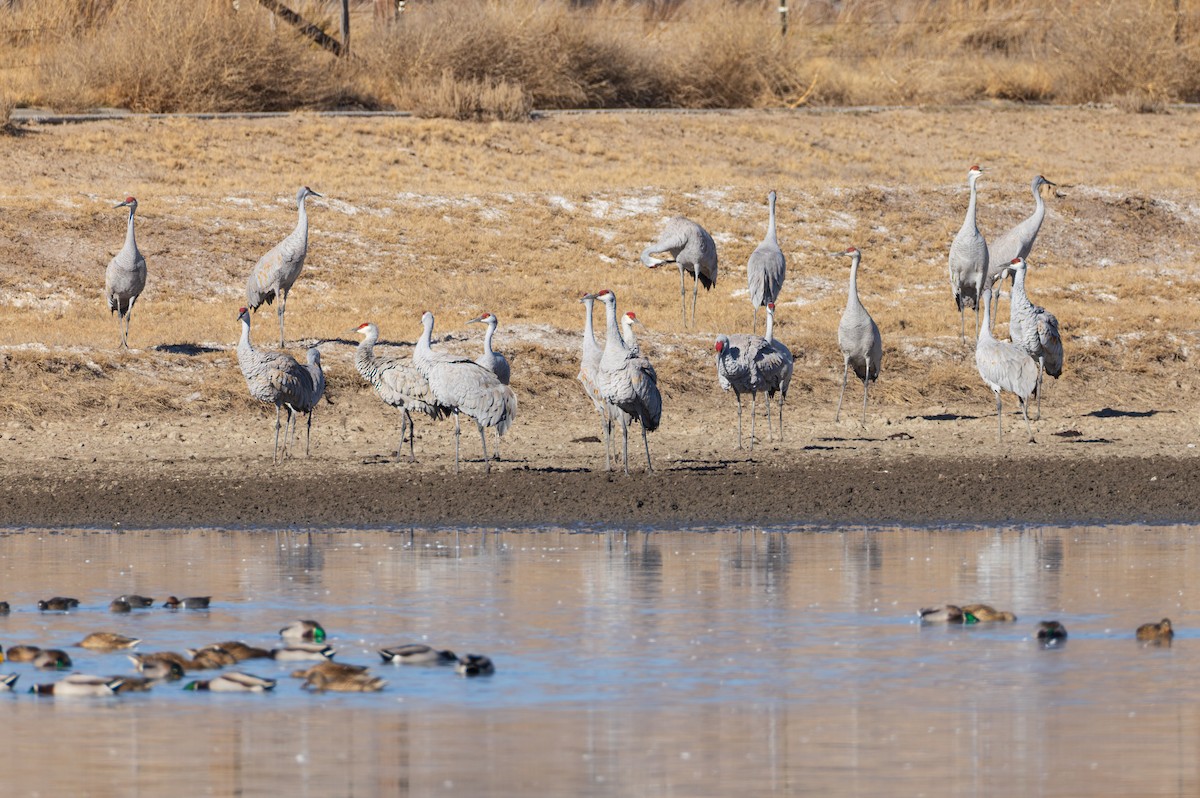 Kanadakranich - ML646844298