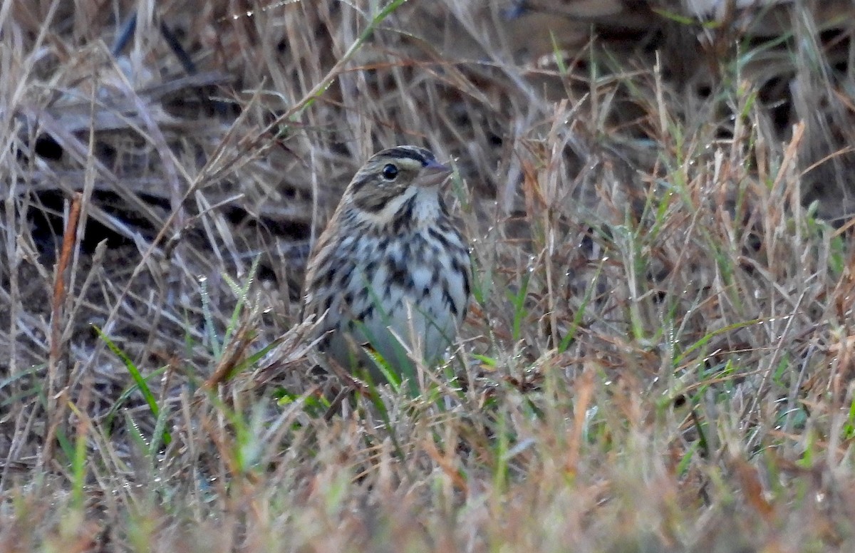 Savannah Serçesi - ML646844299