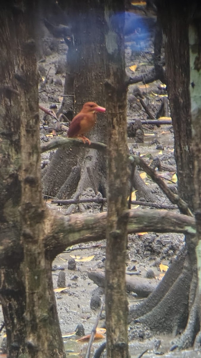 アカショウビン - ML646844300