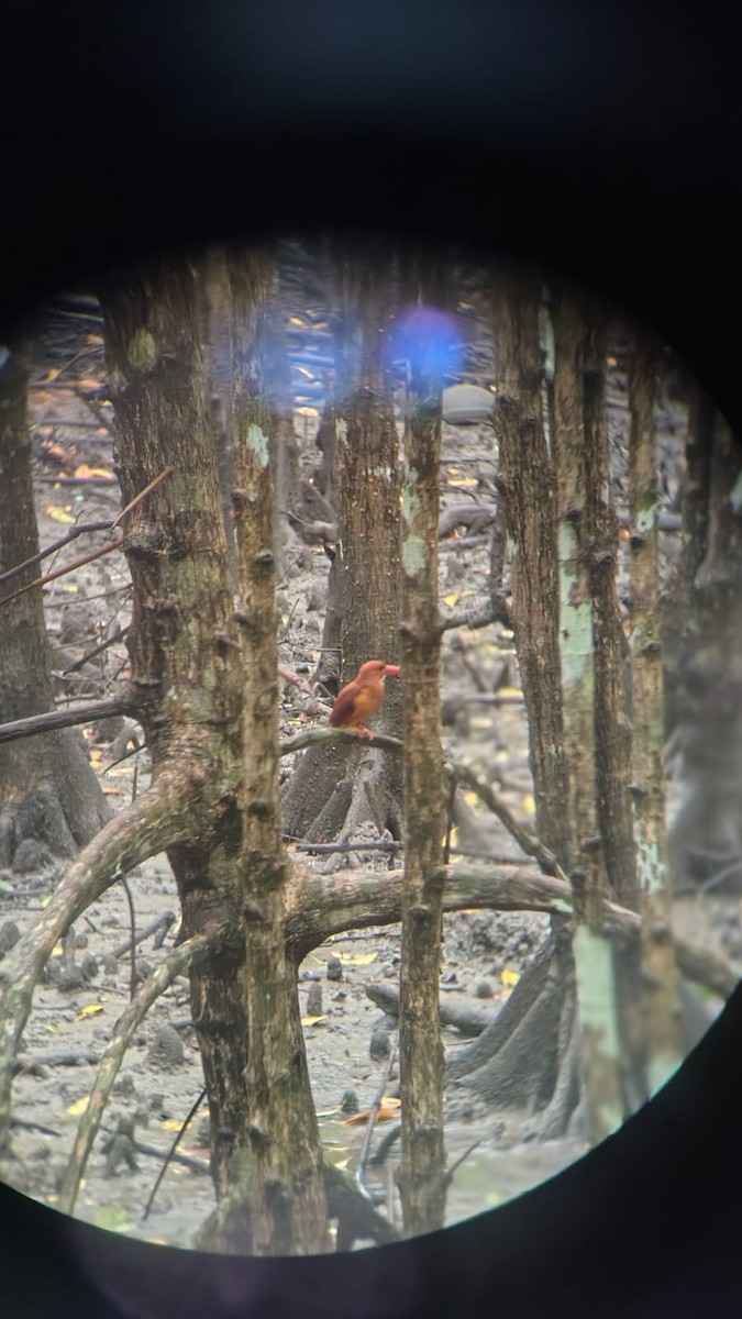 アカショウビン - ML646844301