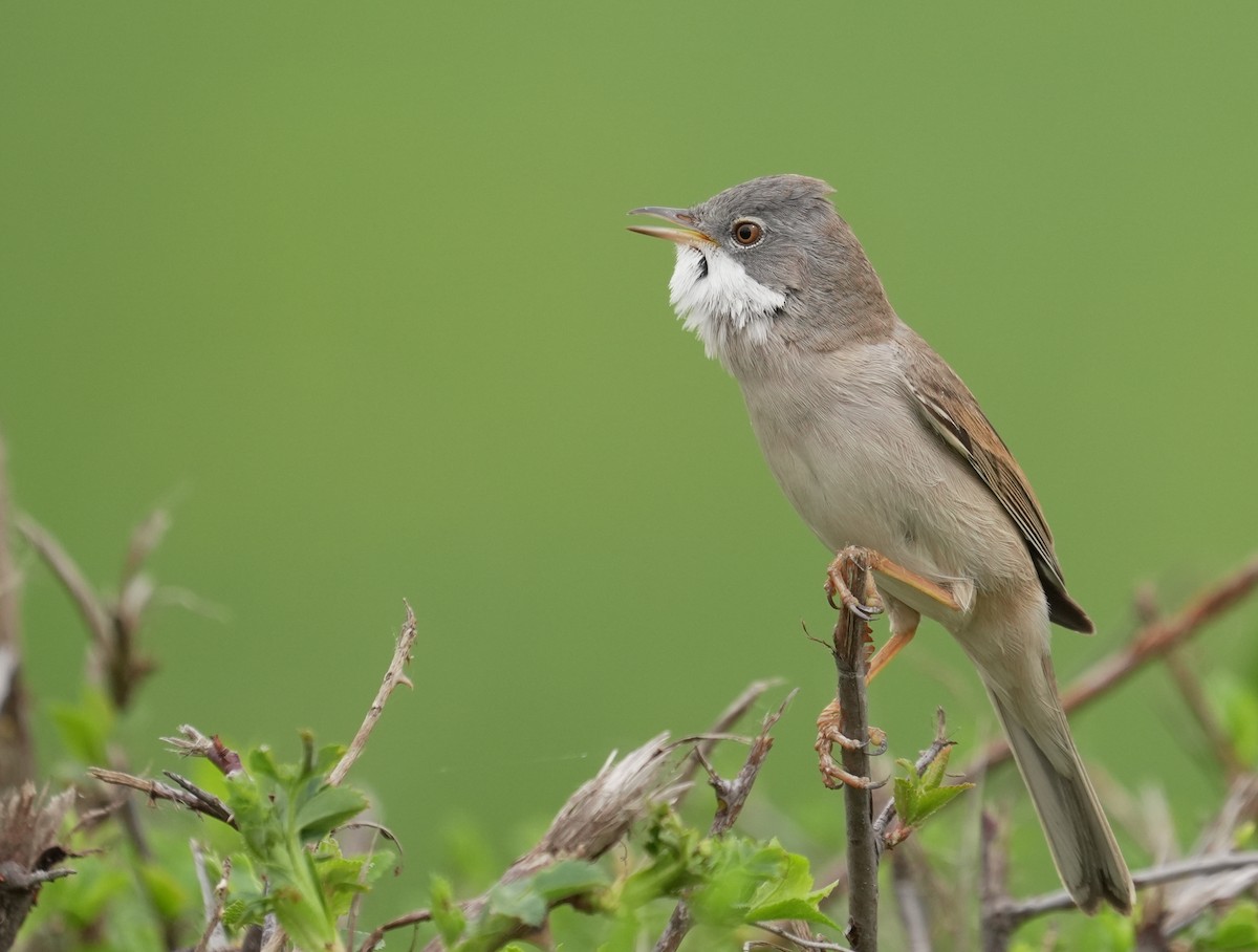 ノドジロムシクイ - ML646844302