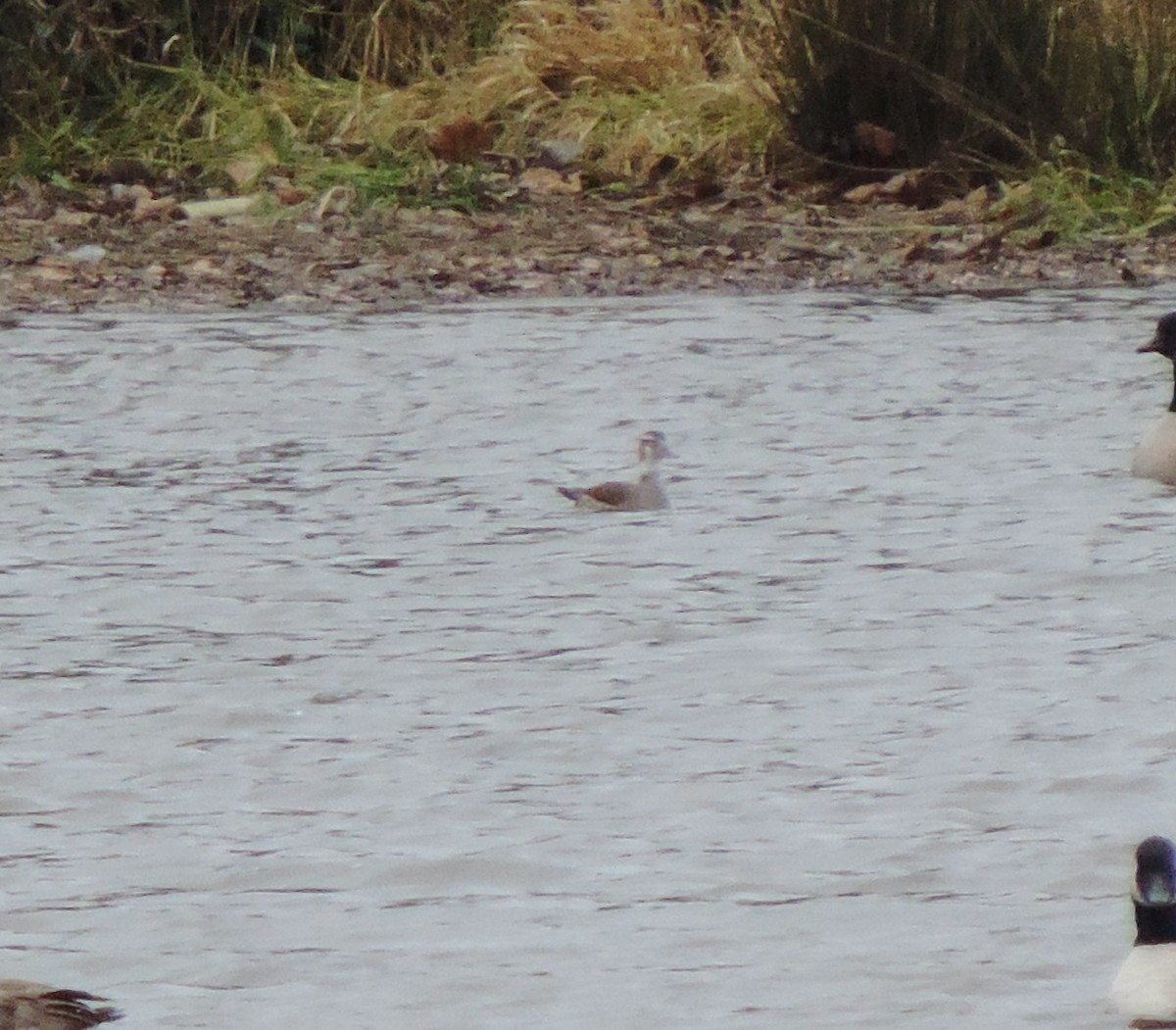 Ringed Teal - ML646844303