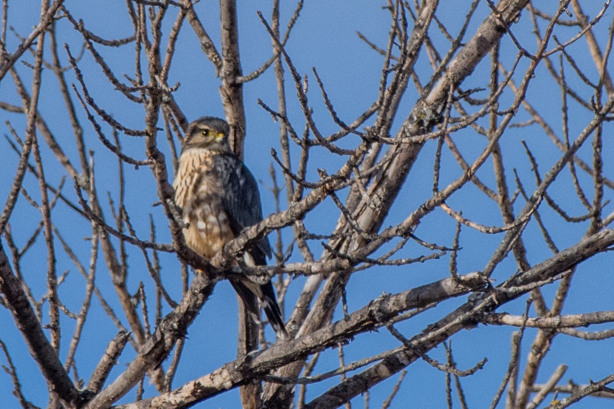 コチョウゲンボウ - ML646844308